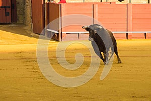 Corrida de toros bravos in Spain, bullfighting, output of the bull photo