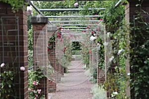 Corridor through the garden, covered with flower bushes.