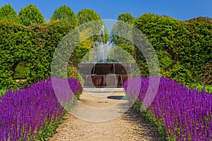 A corridor of purple sage flowers sunlit