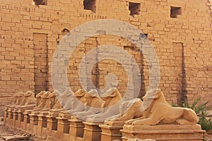 Corridor of Sphynxes, Karnak temple complex, Luxor photo