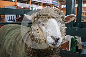 Corriedale breed sheep