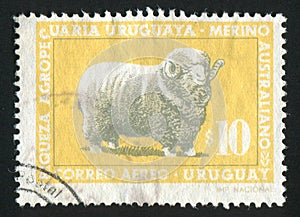 Corriedale Ram