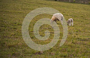Corriedale sheep feeding in a green field on a cold morning in southern Brazil