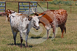 Corriente Cattle photo
