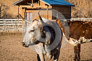 Corriente horned beef in a pasture in Arizona photo