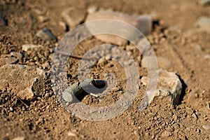 Corroded gun sleeve in desert