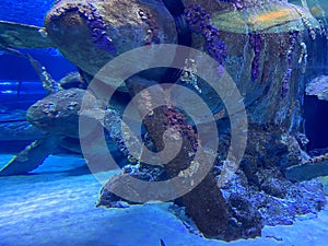 Corroding remains of a jet engine on an underwater aircraft wreck