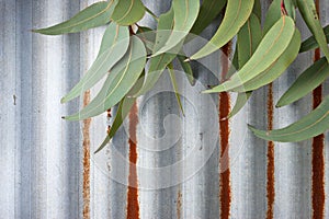 Corrugated Iron Gum Leaves Background