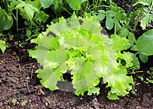 Corrugated lettuce plant