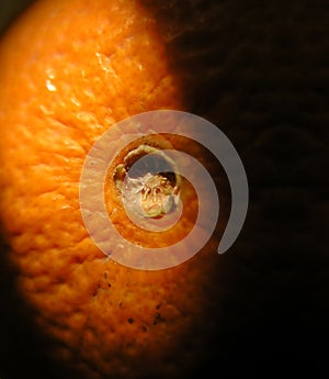 Corrugated orange rind detail photo