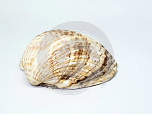 Corrugated shellfish shell. Half shell of cockle