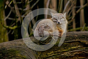 Corsac fox