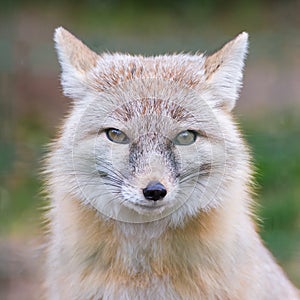 Corsac fox