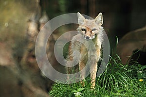 Corsac fox