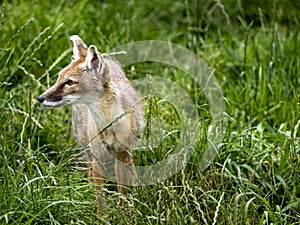 Corsac Fox Corsac, Vulpes corsac, small canine beast, feeds on small rodents