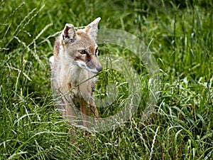 Corsac Fox Corsac, Vulpes corsac, small canine beast, feeds on small rodents