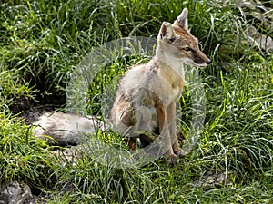 Corsac Fox Corsac, Vulpes corsac, small canine beast, feeds on small rodents
