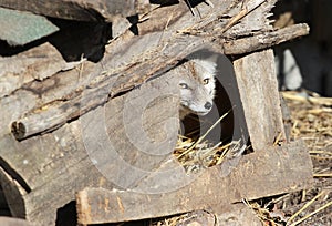 Corsac fox in its den