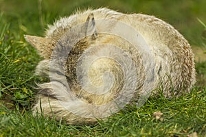 Corsac Fox lying down