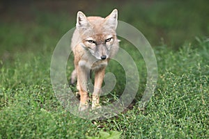Corsac fox