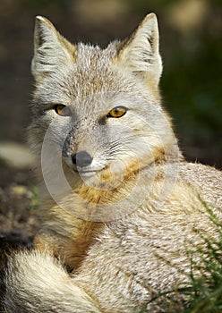 The corsac fox Vulpes corsac