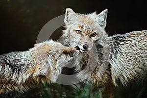 Corsac Fox (Vulpes corsac) in the forest