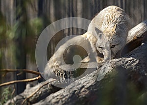 Corsac  fox Vulpes corsac lying down on a tree trunk. Also known as corsac or steppe fox