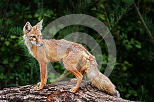 Corsac Fox, Vulpes corsac, in the nature stone mountain habitat, found in steppes and deserts in, Mongolia Central Asia.  Fox in