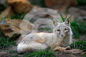 Corsac Fox, Vulpes corsac, in the nature stone mountain habitat, found in steppes, semi-deserts and deserts in Central Asia