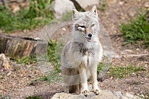 Corsac fox, Vulpes corsac is shrewd fox