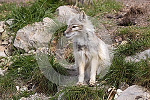 Corsac fox, Vulpes corsac is shrewd fox