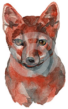 The corsac fox watercolor portrait