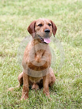 Corse haired Styrian Hound in the autumn garden