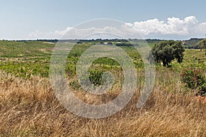 Corsica landscape with abandoned vineyard, France