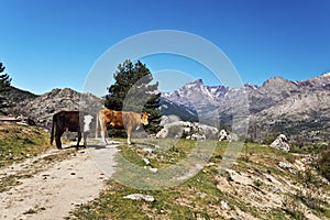 Corsican Cows in Golo Valley