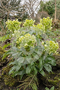 Corsican green hellebore Hellebores argutifolius flowering plant