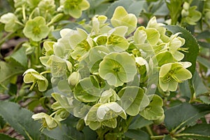 Corsican green hellebore Hellebores argutifolius green flowers