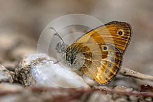 Corsican heath photo