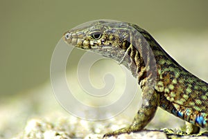 Corsican lezard