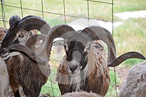 Corsican Sheep