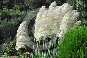 Cortaderia