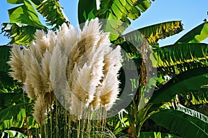Cortaderia