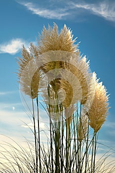 Cortaderia photo