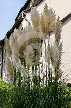 Cortaderia growing near a house in Germany
