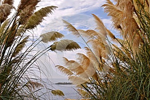 Cortaderia inflorescences