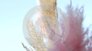 Cortaderia, Pampanga is developing the wind against the sky