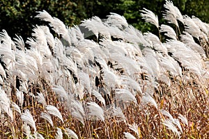 Cortaderia Pampas grass in autumnal colors