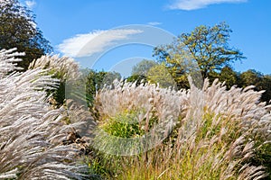 Cortaderia Pampas grass in the Westpark munich