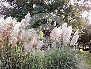 cortaderia selloana