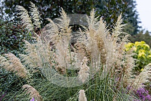 Cortaderia selloana